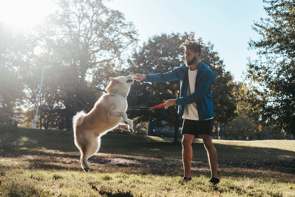 Man’s best friend: When and how did dogs achieve this prestigious role?