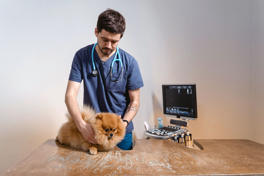 Antibiotics and your pet