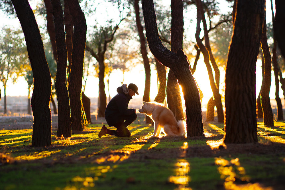 Helping a dog when their owner dies