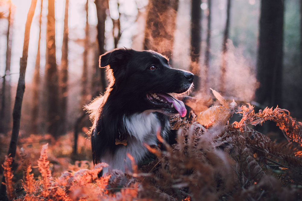 Are acorns and conkers poisonous to dogs?