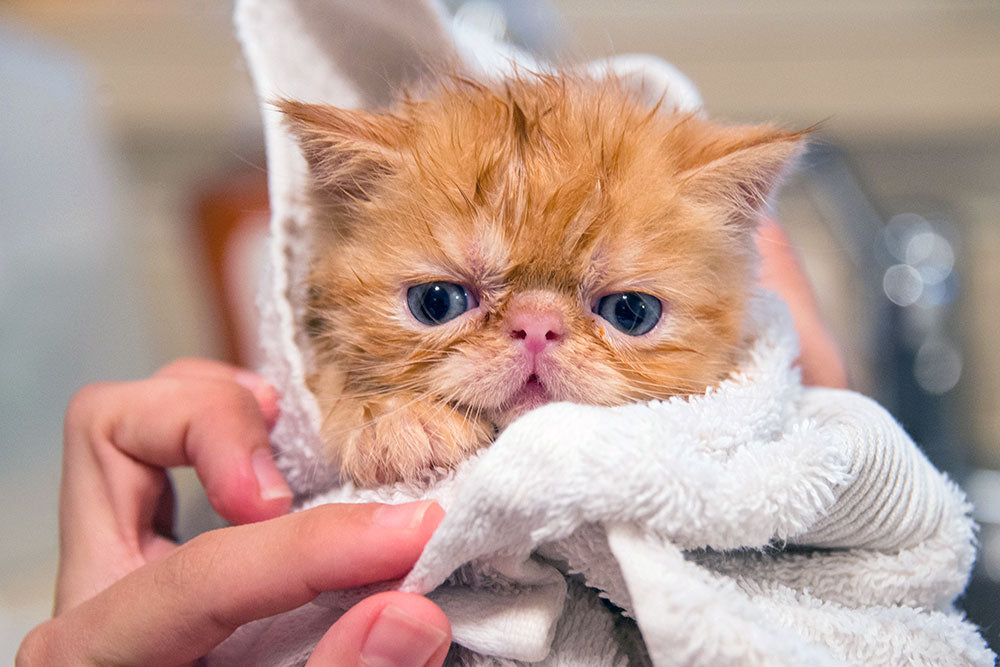 How to wash a cat