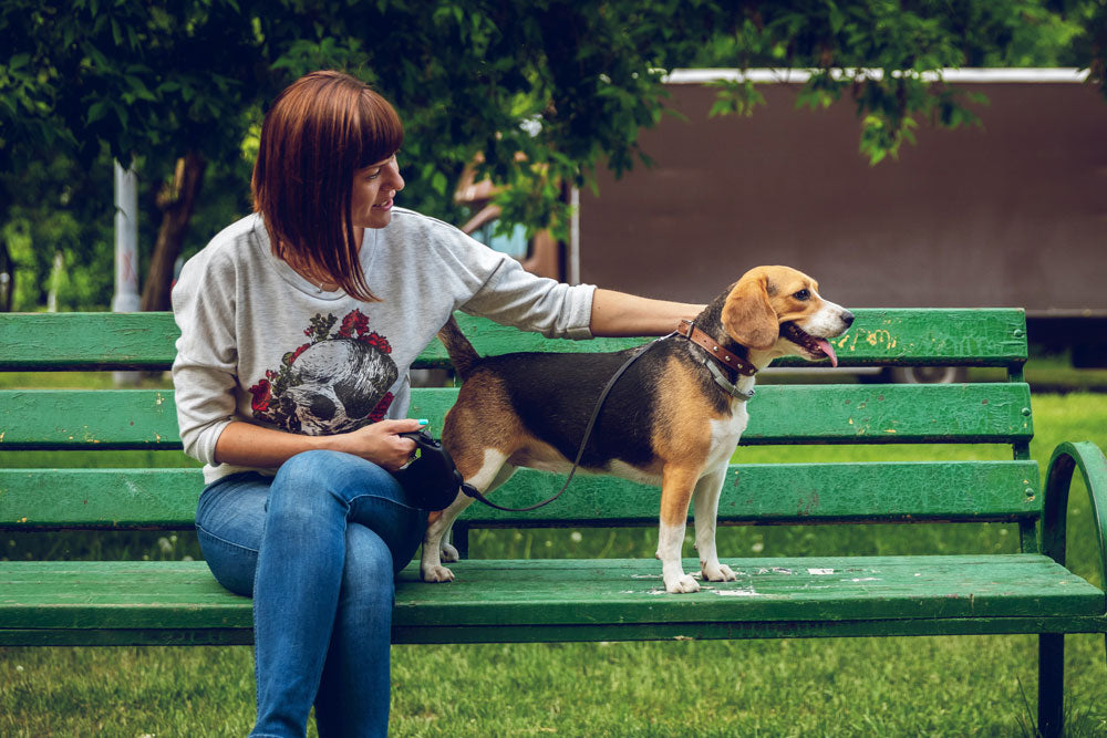 Ten of the friendliest small and medium dog breeds