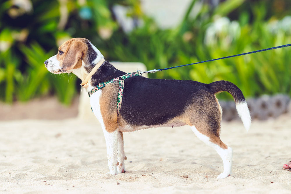 What breed of dog should you get if you like long walks?