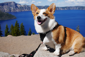 Celebrating the Corgi