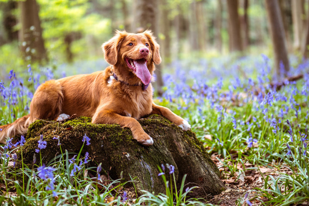 How to deal with a smelly dog