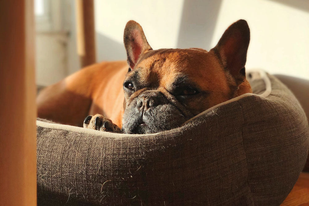 Teaching your dog how to be left alone