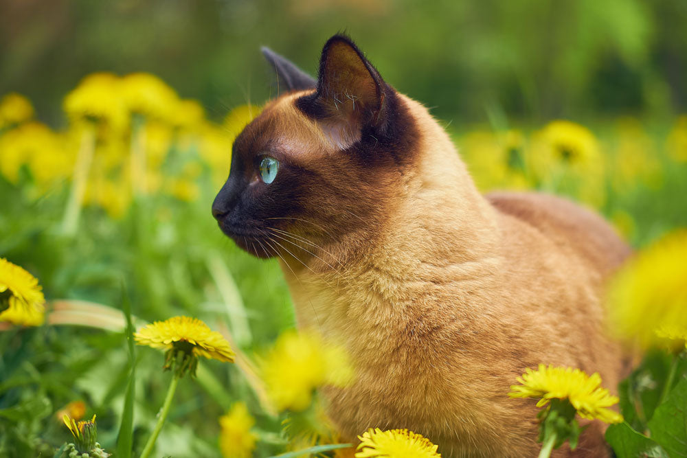 Popular garden plants that could harm your pet