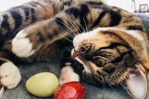 Have a Happy Easter with your pets