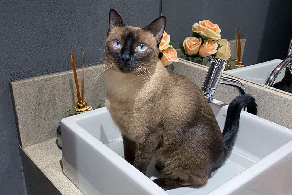 Why is my cat so weird?