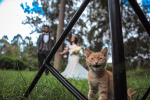 Tips for including your pets at your wedding