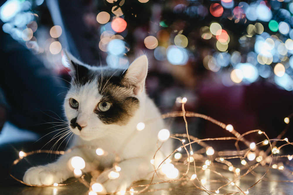 Keeping your pets healthy this Christmas