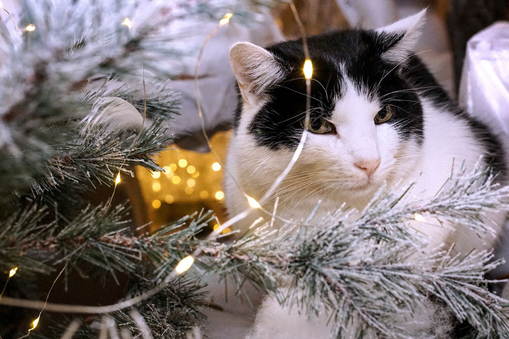 Caring for your pets at Christmas