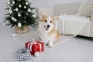 Gift Ideas from Gravitis Pet Supplies - Christmas 2023