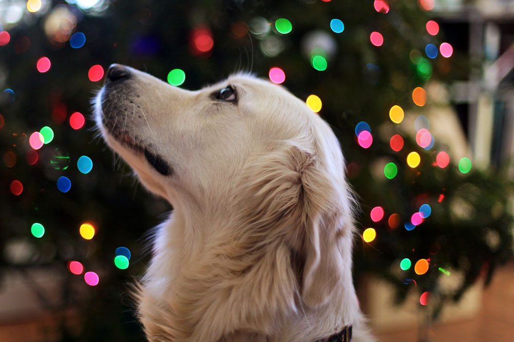 Christmas Gift Ideas from Gravitis Pet Supplies – Main Presents