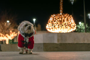 Is it OK to dress your pet in a Christmas jumper?