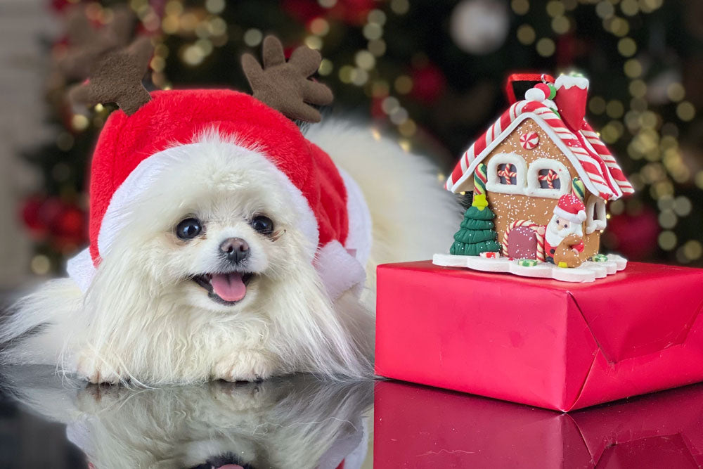 Christmas Gift Ideas from Gravitis Pet Supplies. Part One: Stocking Fillers