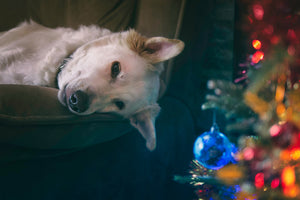 2022 Christmas Gift Ideas from Gravitis Pet Supplies