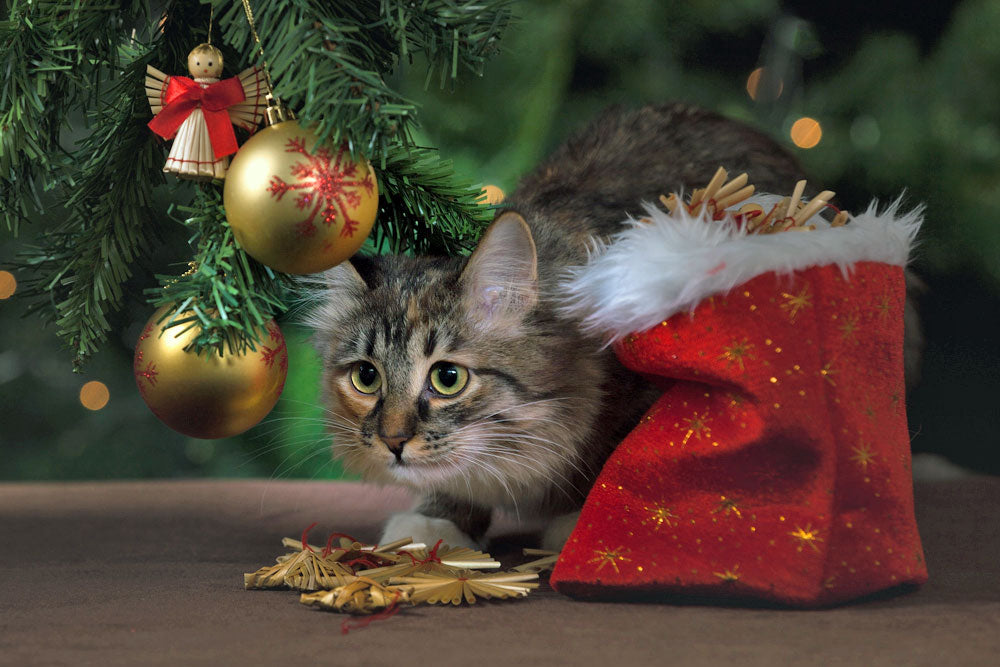 Keeping your pets safe and happy at Christmas time