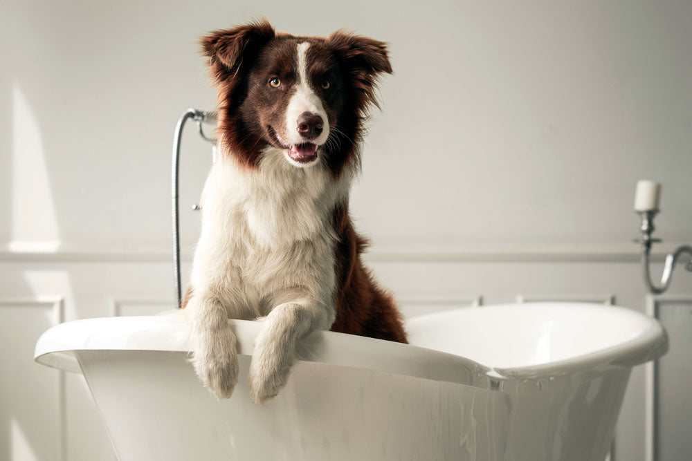 How often should I wash my dog?