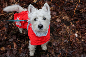 Keeping your dog warm and happy during the colder months