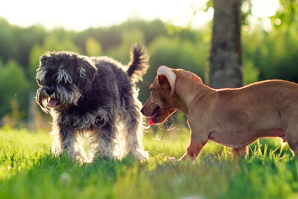 The Crufts Effect – how Best in Breed dogs capture the nation’s hearts
