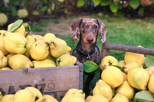 Is it OK to feed my dog some fruit?