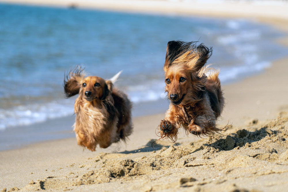 Enjoying the Bank Holiday Weekend with your Dog
