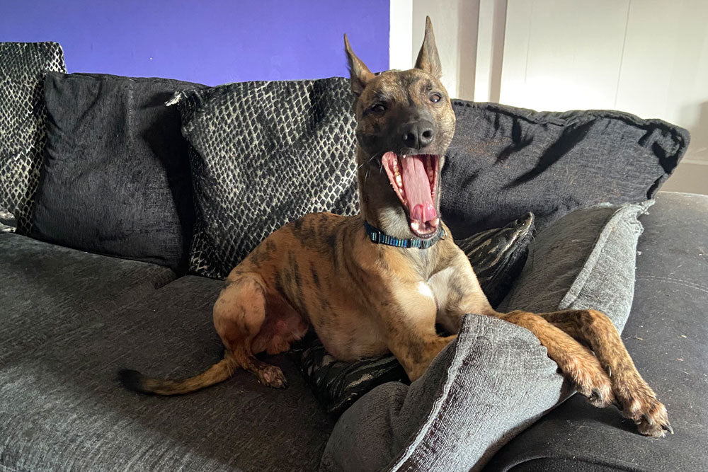 The Puppy Diaries – The Ninth Month