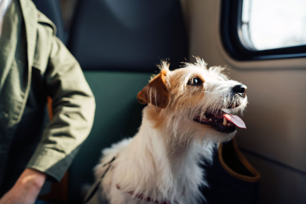 Legal requirements for travelling abroad with your dog