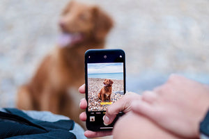 UK pet owners take more photos of their pets than of their family