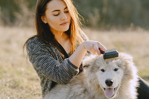 How to groom your dog at home