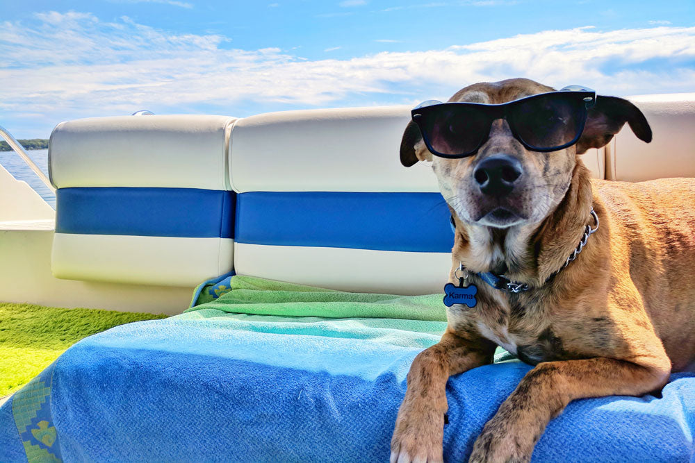 Tips for taking your pet on holiday