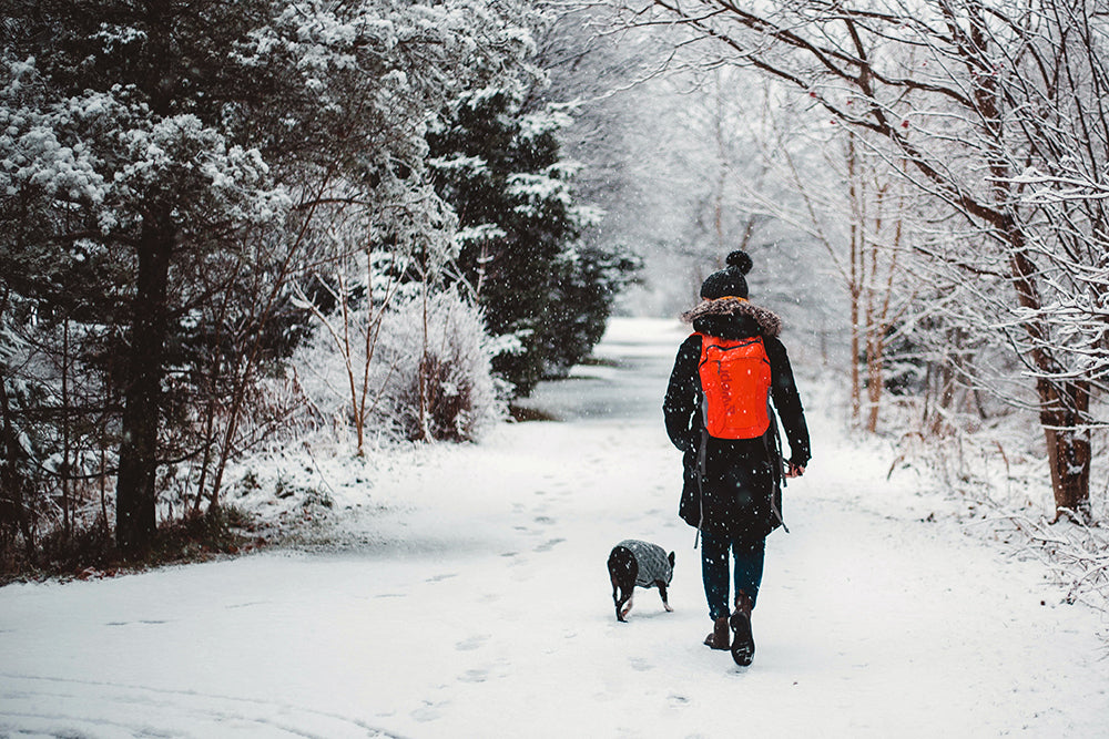 Taking care of your dog this winter