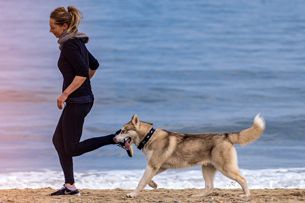 Six New Year’s resolutions for you and your dog