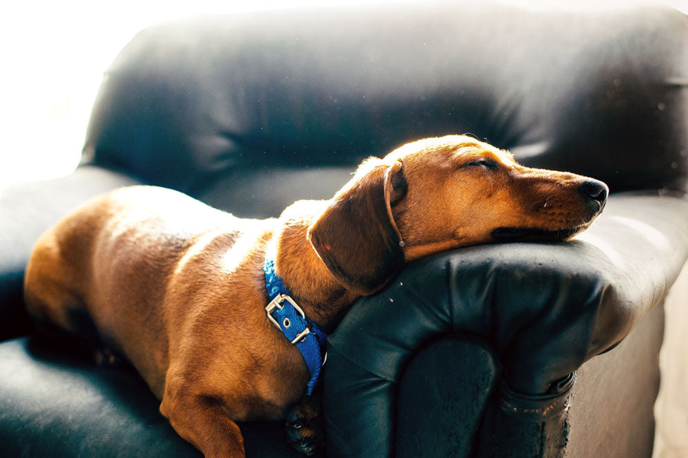 A dachshund sleeping with its chin on a leather armchair.