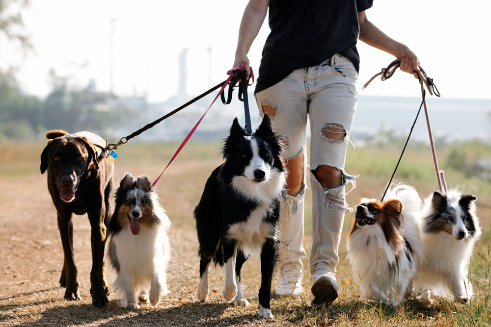The best pups for first time dog owners - and the best time to get a dog