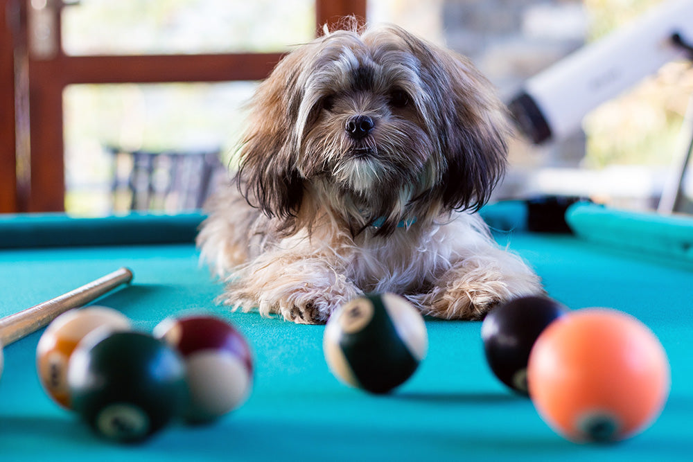 New Product: The Gravitis Pet Supplies Professional Electric Dog Grooming Table