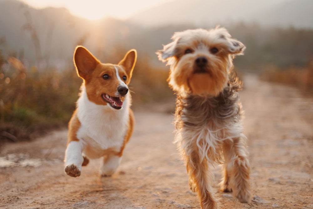 How your dog can help to reduce stress and anxiety