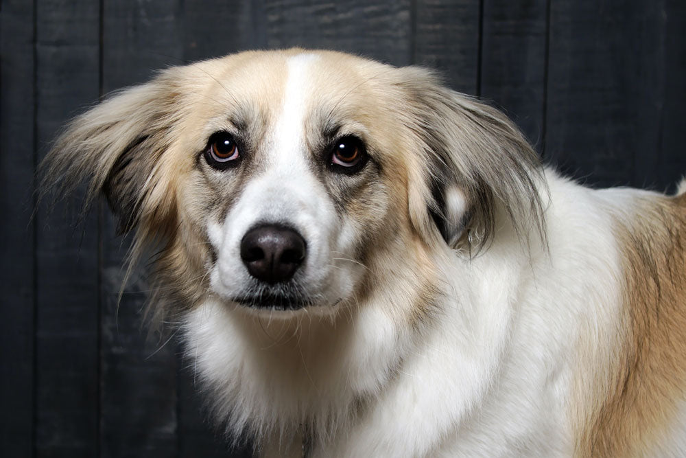 Does your dog need a diet?