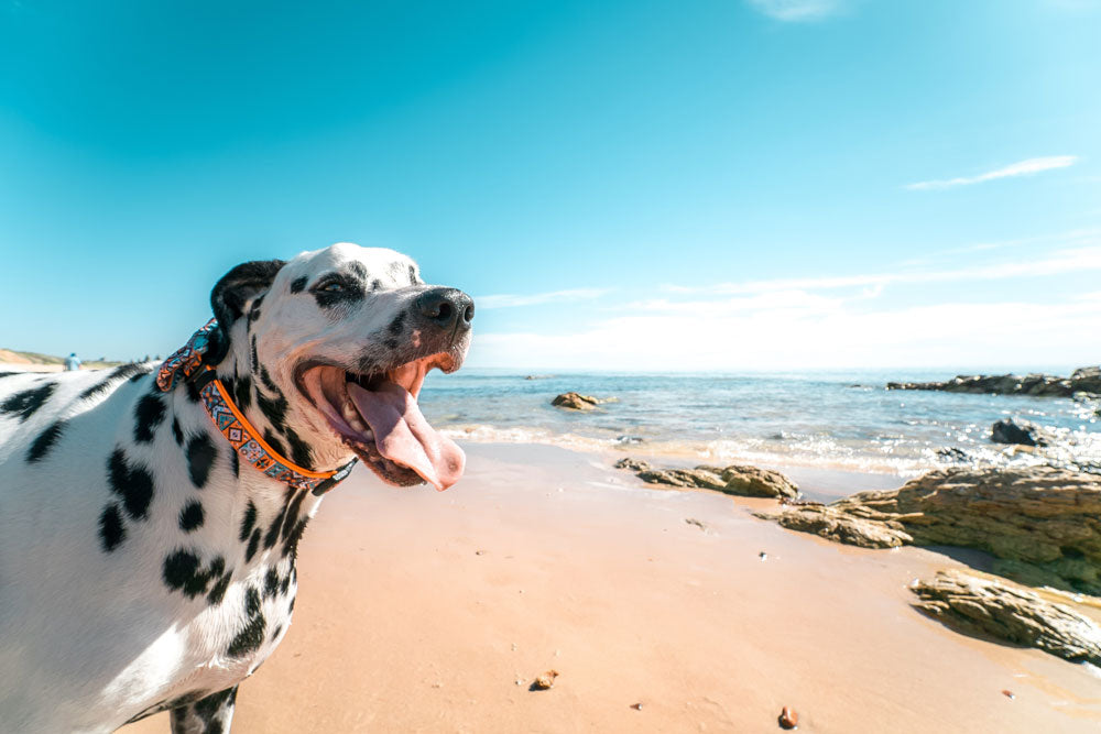 Diet and exercise for your dog
