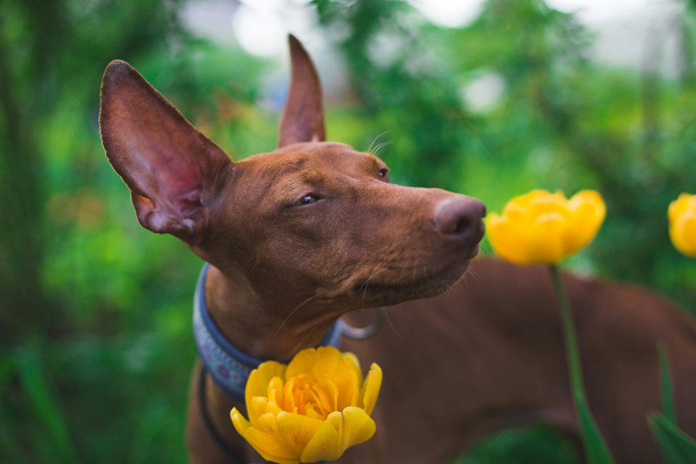 Petiquette – The dos and don'ts for interacting with other people's pets