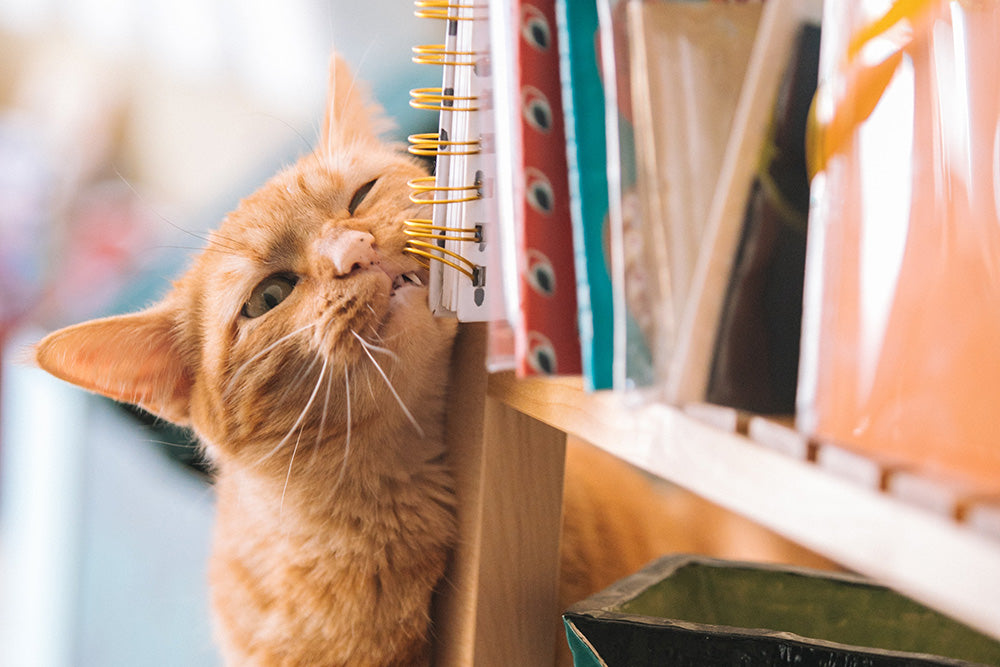 Coronavirus: How to keep your pets safe during the Covid-19 pandemic