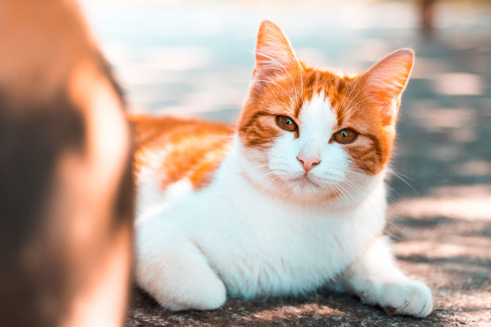 Food, drink and household items that are harmful to cats