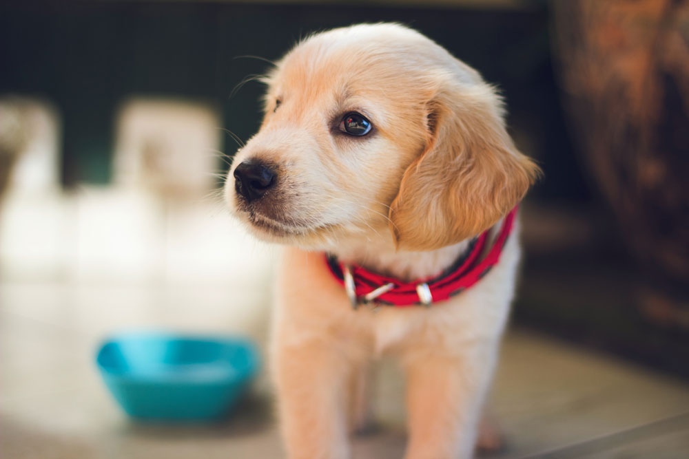 Six out of ten people prefer spending time with their puppy than their partner