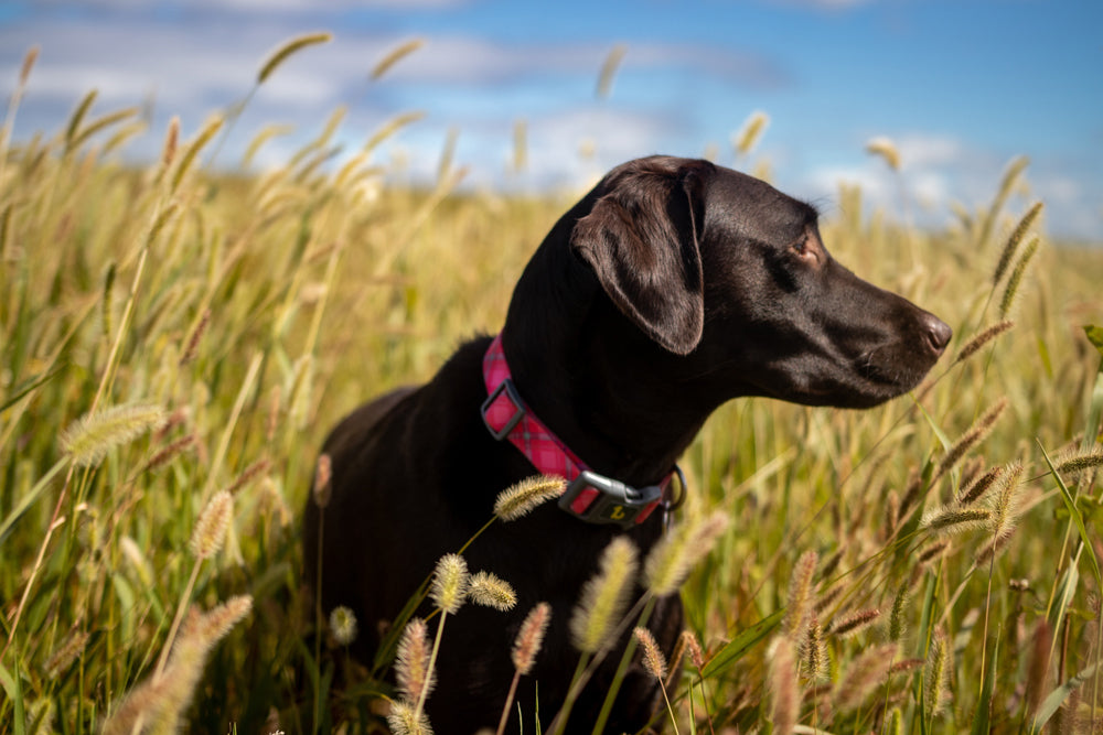 How to treat a tick