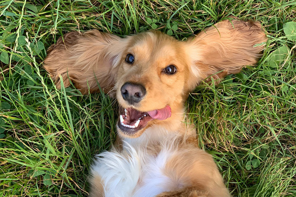 Helping your dog to cope with their seasonal allergies