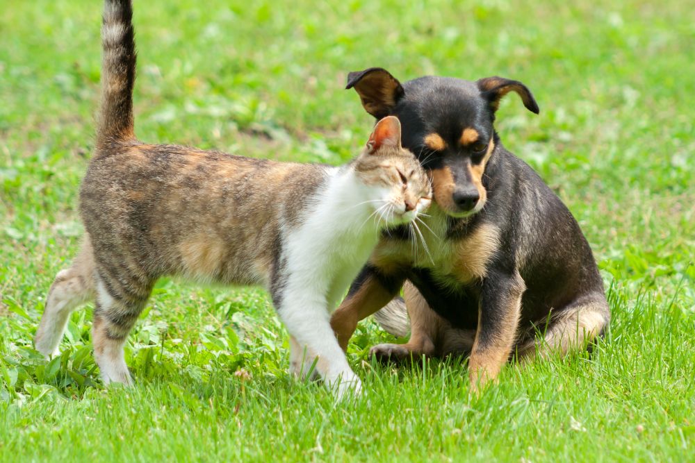 Why do cats and dogs eat grass and is it safe?