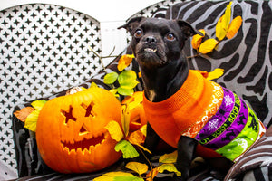 Helping your pets through Halloween