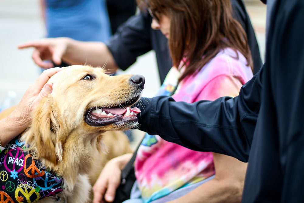 How to take good care of your dog at a barbecue