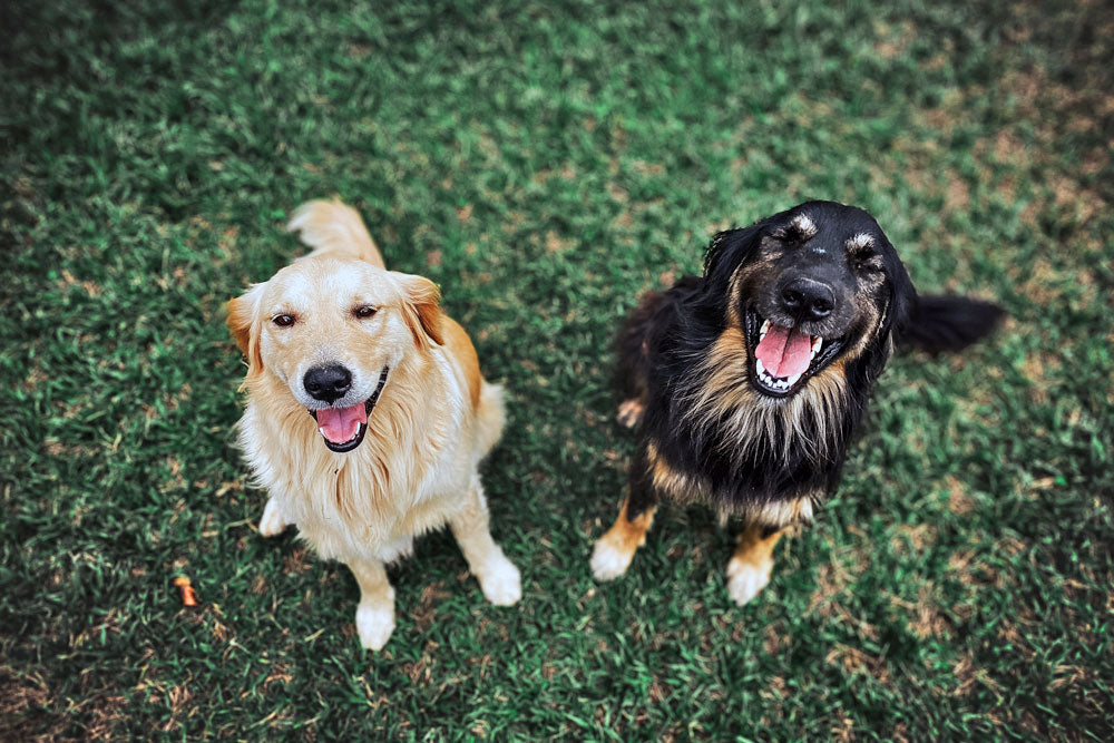 The top trending dog names of 2022